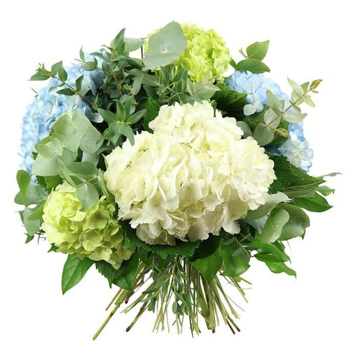 A softly lit, hand-tied bouquet of hydrangeas fills the frame against a crisp white background, its rounded silhouette and pastel colours conveying quiet elegance. At the very centre sits a large dome of creamy white hydrangea, its petals densely layered to create the impression of a plush cushion or a drift of soft foam. Around this central bloom, several prominent clusters of hydrangea in gentle shades of sky blue are arranged, their petals slightly frilled and overlapping, with subtle colour shifts that suggest they were freshly cut from a well-tended New Barnet garden after a cool shower. Nestled between the blue heads, rounded clusters of lime-green hydrangeas add a bright, almost sparkling note, like newly unfurled leaves catching sunlight in nearby parks and residential streets.   

The bouquet is generously framed by an array of foliage that enhances its fullness. Rounded eucalyptus leaves in a muted, silvery green thread throughout the design, offering both a soft visual contrast and the suggestion of a crisp, aromatic scent. Alongside them, deeper emerald greens-some leaves smooth and pointed, others broader and slightly curved-fill in the gaps, lending structure and a sense of natural abundance. The stems of all the flowers and foliage are gathered together at the base, clearly visible and neatly bound, showcasing the artistry of a skilled florist and the hand-crafted nature of the arrangement.   

Even, diffused lighting means there are no harsh shadows, only gentle highlights that pick out the delicate textures of each petal and leaf. The image captures a bouquet that feels both modern and timeless, an ideal centrepiece for a dining table in a New Barnet home, a thoughtful sympathy gesture, or a refined arrangement for small weddings and celebrations held in the local area.