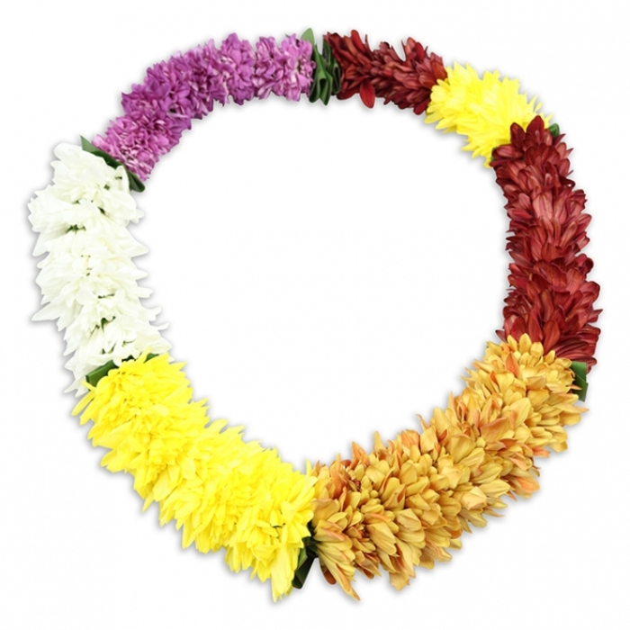 A colourful Hawaiian-style lei, crafted from chrysanthemum-like blooms, is arranged in a closed oval on an immaculate white background, its vivid petals forming a continuous ribbon of colour that draws the eye all the way around. Each flower head is densely layered and slightly fluffy, creating a thick, cushioned garland that appears both substantial and gentle, the sort of tribute a family in New Barnet might choose to bring warmth and personality to a funeral service. At the top left, the lei opens visually with a rich sweep of deep purple flowers, their petals shadowed and intense, before easing into a clean, luminous section of white that feels almost luminous against the pale surface. This white gives way to a bright, uplifting band of lemon yellow, followed by a smoother transition into deeper golden-yellow tones, like late summer light over the rooftops near East Barnet Village. The colours then mellow into a dignified run of maroon and reddish-brown blossoms, grounded and respectful, before a final short stretch of bright yellow completes the oval and leads the eye back to the purple. Small, dark green fabric leaves or separators peek through at key points, suggesting the quiet skill of a florist who has knotted and threaded each bloom with care. The lei appears to be made from high-quality artificial flowers, with an even finish and consistent fullness, ideal for longer services or graveside tributes where lasting shape and colour matter. A soft shadow beneath the garland adds depth, making it seem as if it is gently resting on a table in a quiet New Barnet chapel, ready to be placed in honour of a life remembered.