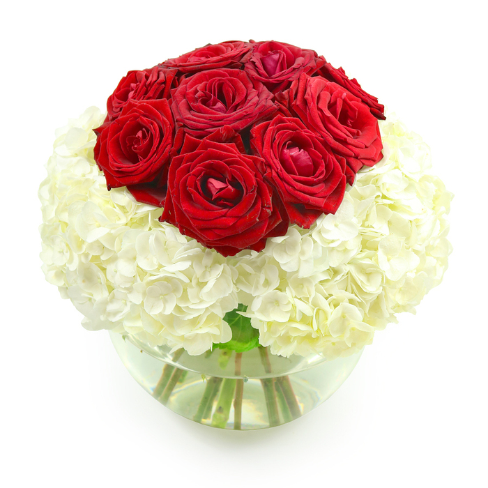 A sophisticated floral arrangement of deep red roses and pure white hydrangeas rests in a clear glass fishbowl vase, captured against an all-white background that allows every detail to stand out, much like a carefully styled display in a New Barnet boutique. The top of the design is a perfectly rounded dome of approximately ten rich red roses, each bloom full and plush, with petals that appear soft enough to touch. Their colour is a true crimson, neither too bright nor too dark, evoking classic romance and timeless devotion. Just below, an ample sphere of white hydrangeas forms a thick base, the multitude of tiny florets blending into a seamless cushion of ivory and soft cream. This mass of hydrangea provides body and volume, making the roses seem to float above like a crown. The arrangement has a carefully balanced, symmetrical shape: a red dome sitting precisely on a white globe, all contained within the gentle curve of the round glass vase. Through the transparent sides, you can clearly see the green stems angled and cut cleanly, submerged in clear water that keeps everything looking fresh, as if it has just been delivered to a New Barnet townhouse off Station Road. The lighting is even and bright, with no harsh shadows, which accentuates the textures-from the ruffled hydrangea clusters to the smooth, velvety rose petals. This is a bouquet that feels ideal for an anniversary evening at home, a romantic gesture sent across New Barnet to express gratitude, admiration, and enduring love without the need for any extra decoration.