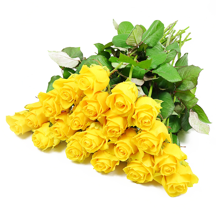 In this carefully composed image, a cluster of around twenty-four yellow roses is arranged in an elegant sweep against a pristine white background, evoking the refined calm of a sympathy bouquet prepared for a New Barnet farewell. The roses range from tightly wound buds, their petals wrapped close in tight spirals, to more open blossoms where layers of golden-yellow petals relax outward, giving a soft, almost luminous effect. Their colour is a mellow, sunlit yellow rather than a harsh brightness, lending a sense of quiet optimism and fond remembrance rather than celebration. Nestled around the blooms, glossy, deep green leaves form a natural cushion, their surfaces smooth and slightly reflective, with occasional glimpses of paler undersides where the leaves curve away from the camera. The subtle texture of each serrated edge and vein is visible, adding depth and realism. The stems, clustered together at the edge of the frame, appear freshly cut, their light green tones and clean surfaces suggesting the flowers have only recently been gathered by an experienced florist, perhaps at Flowers New Barnet before being delivered to a service near High Barnet station or a family home off Lyonsdown Road. The white background acts like a blank canvas, emphasising the purity and sincerity of the gesture, with no distractions from the interplay of yellow, green, and soft shadow. This arrangement feels suited to expressing gentle condolences, a way of saying you are not alone and your loved one is remembered through the enduring beauty of roses that radiate both warmth and respect.