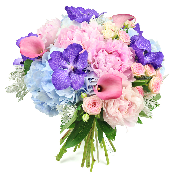 Set against a bright white background, this abundant hand-tied bouquet pairs light, romantic tones with vivid accents, creating a design that feels at once classic and modern-much like the evolving character of New Barnet itself. The eye is first drawn to the softly rounded shapes of light pink peonies, fully open and layered with countless ruffled petals that create a sumptuous, almost cloud-like effect. Cradling these central blooms are generous clusters of pale blue hydrangeas, their many small florets forming domed, cushiony mounds that cool and calm the overall palette. Breaking through this pastel harmony are dramatic deep violet-blue Vanda orchids, their broad petals patterned with distinctive speckles that add intrigue and a luxurious, almost couture touch. Weaving gracefully through the bouquet, rich fuchsia calla lilies introduce sleek, trumpet-shaped curves, their more intense pink tone bringing energy and movement. Between these larger, statement blooms, small blush-pink spray roses are tucked artfully, adding dainty, garden-inspired charm and fine-grained texture. Encircling the composition, a mix of glossy dark green leaves and soft, silvery-green dusty miller foliage creates a pleasing contrast of textures-shiny and matte, firm and velvety-while visually anchoring the flowers. The natural stems are gathered and tied at the base, the binding just visible, showing the bouquet's hand-crafted nature. This arrangement, with its blend of cool blues, gentle pinks, and jewel-like purples, evokes a sense of celebration that would suit a wedding at a local New Barnet venue, an elegant anniversary dinner near Hadley Common, or a special delivery ordered from Flowers New Barnet to mark an unforgettable moment with grace and colour.