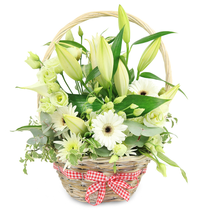 Set against a pure white background, a rustic wicker basket brimming with white and green blooms feels like a breath of fresh air carried in from a garden near New Barnet station. The basket is woven from light, natural wicker, its curved handle rising in a gentle arc, while a red and white gingham ribbon is tied into a neat bow at the front, bringing a playful touch of colour and a hint of countryside charm. The flowers spill generously over the rim, yet the composition remains balanced and intentional. At the heart of the design, numerous lily buds in shades of creamy white and pale yellow-green stretch upwards, most still closed, hinting at a slow progression of blossoms over several days. In contrast, white Gerbera daisies with bold dark brown centres are already fully open, their tidy petals radiating out like little suns, adding clarity and focus. Soft lisianthus flowers in white and pale green nestle throughout the basket, their ruffled, almost rose-like petals creating a romantic, airy feel. Near them, a sleek, white calla lily or calla-like bloom introduces a modern, sculptural line that keeps the arrangement from feeling overly traditional. Smaller, spiky white chrysanthemum-style sprays add texture and lightness, filling in spaces without overwhelming the main flowers. The greenery is rich and varied: rounded eucalyptus leaves with a blue-green tone, variegated foliage splashed with cream, and larger, glossy dark green leaves that form a deep, natural frame. The overall impression is one of calm elegance and thoughtful craftsmanship, ideal for an anniversary gift delivered across New Barnet, a refined centrepiece for a family gathering, or a gentle way to express appreciation and support.