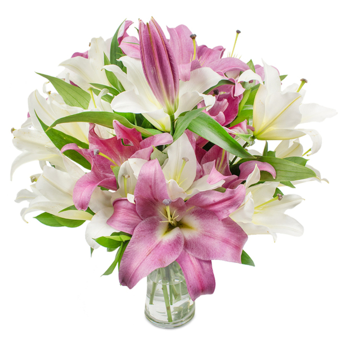 An abundant bouquet of oriental lilies dominates the frame, an expert study in contrast between creamy white and saturated fuchsia blooms, all set within a plain clear glass vase that reveals a tidy cluster of green stems and clean water. The photographer's bright, consistent lighting accentuates the lilies' silky petal surfaces: several blossoms are wide open, exposing star-shaped throats and delicate stamens often tipped with pale yellow or dusted pollen, while other flowers sit in tighter, elongated bud forms that promise staged unfolding over days. The white lilies possess a soft, warm ivory tone with occasional hints of chartreuse at the base of the petals, lending natural depth; the magenta and fuchsia blossoms are plush and layered, sometimes showing faint veins or creamy inner gradients that catch the eye. A generous quantity of dark green, lanceolate leaves threads through and around the flowers, providing a structured backdrop and a fresh, almost leafy perfume. I imagine this arrangement placed on a dining table near New Barnet's Station Road or offered to welcome guests returning from a walk across Monken Hadley Common-its presence both celebratory and quietly sincere. The overall composition feels carefully calibrated: balanced colour, varied bloom stages, and a clarity of presentation that speaks to experienced hands and neighbourhood sensibilities, suitable for family birthdays, thoughtful congratulations, or simply lifting a home with seasonal beauty.