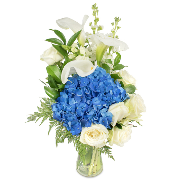 Standing tall in a clear, gently curved glass vase, this sophisticated floral arrangement centres on a dense, rounded cluster of royal blue hydrangeas that command immediate attention with their saturated, velvety texture. Surrounding that luminous blue heart are several creamy white roses, each with tightly packed, velvety petals that provide a soft, classic counterpoint and a whispered rose-scent in the imagination. Sleek white calla lilies rise above the main mass, their trumpet-like forms and faintly green bases creating elegant vertical lines and a polished, sculptural feel. Fine spires of white snapdragon or stock emerge among the lilies, adding vertical interest and a delicate, almost fragrant lift. Lush foliage - rich, glossy leaves such as salal or lemon leaf paired with airy, lighter-green fern fronds - fills the negative space and tumbles gently toward the base, softening the silhouette and emphasizing the bouquet's craftsmanship. The clear vase displays the clean-cut stems and water beneath, reinforcing a sense of freshness and careful assembly. Bathed in soft light, the arrangement exudes a composed serenity that suits a range of moments: a dignified sympathy tribute, a refined anniversary gift, or an elegant centrepiece for a private gathering. Crafted with local knowledge by Flowers New Barnet in our neighbourhood studio, this blue-and-white arrangement is balanced for delivery across New Barnet around Station Road, Brunswick Park, and the nearby streets, where its calm beauty will read with quiet authority in domestic and ceremonial settings alike.