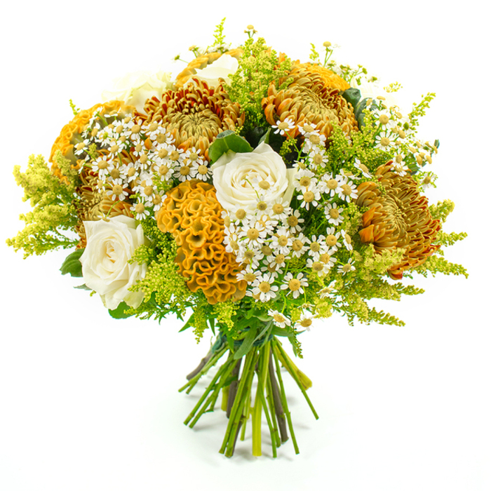 This hand-tied bouquet, shown in full against a spotless white backdrop, looks like it has just been lifted from a New Barnet studio table, every bloom purposefully placed. The composition forms a rounded, generous shape packed with autumnal warmth, built around several large chrysanthemums in layered shades of golden yellow, deep orange, and rich, russet brown. Their numerous, slender petals radiate from the centre, creating a lively texture that recalls the multi-toned leaves scattered through Victoria Park in late September. Among these bold blooms sit refined creamy white roses, their petals tightly cupped near the centre and gently unfurling towards the edges, introducing a touch of classic romance that balances the earthier tones. Adding a striking and slightly unexpected element, velvety celosia blooms in a golden-yellow to orange gradient curl into brain-like folds, giving the bouquet a sculpted, almost architectural feature that stands out amid the more familiar shapes. Threaded throughout the design are plentiful sprigs of tiny, white daisy-like flowers with sunshine-yellow eyes-similar to chamomile or matricaria-which weave in and around the larger heads, softening the composition and suggesting a field picked just beyond the suburban streets. A halo of feathery, lime-green solidago and other leafy greens extends beyond the flowers, their fine textures and fresh colour brightening the whole arrangement and adding an uplifting, garden-fresh feel. At the base, the stems are cut cleanly and bound together with green florist's tape, clearly indicating a professional hand-tied finish, ready to be wrapped or placed in a favourite vase. The bouquet feels perfect for a New Barnet family celebration, an autumn wedding, or simply bringing a sense of cosy, seasonal joy to a living room overlooking the High Road.