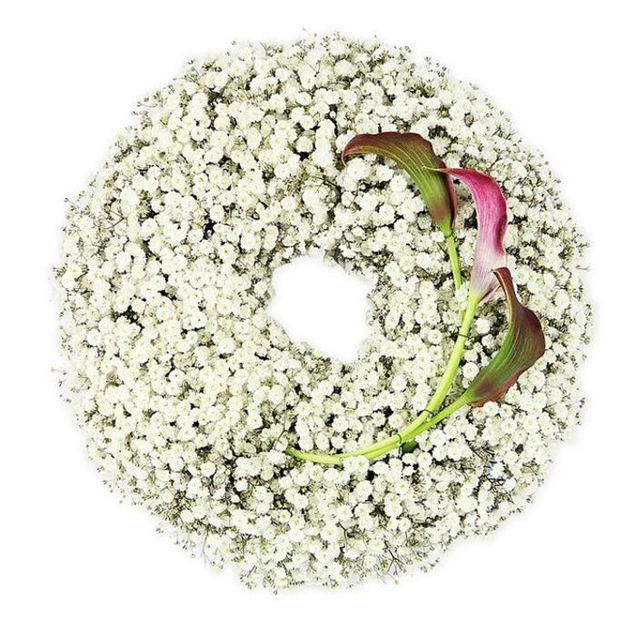 The image shows a close, almost tactile view of a circular funeral wreath, meticulously crafted from pure white Baby's Breath and photographed from a high angle so every detail of the flowers can be appreciated. The gypsophila forms a thick, cloud-like ring, its countless tiny blossoms packed so tightly that they create a continuous, cushiony texture. Against the bright white background, the slight variations in petal size and shadow become visible, giving the wreath depth and movement rather than a flat, uniform surface. The centre of the wreath remains clean and round, a calm, open space that feels like a moment of silence held within the flowers. Just off-centre, in the lower right quadrant, two calla lilies introduce a rich, emotional contrast. Their trumpet-shaped blooms are elegantly curved, with petals that flow from a deep burgundy or wine-red at the tips through softer magenta hues, finally dissolving into a muted green close to the stems. These stems are long and slender, a fresh, natural green that arcs gently back into the mass of Baby's Breath, making the lilies appear to grow organically from the ring. The pairing of airy white and velvety burgundy creates a modern, understated palette, suitable for a thoughtful tribute rather than an ornate display. The overall design feels serene and contemporary, much like the quiet residential streets around New Barnet station-familiar, calm, and respectful. It is easy to imagine this wreath resting on an easel at a chapel service, or laid at a graveside in the local cemetery, a floral expression of remembrance that balances purity, love, and an elegant sense of farewell for families gathering from across New Barnet and its neighbouring communities.