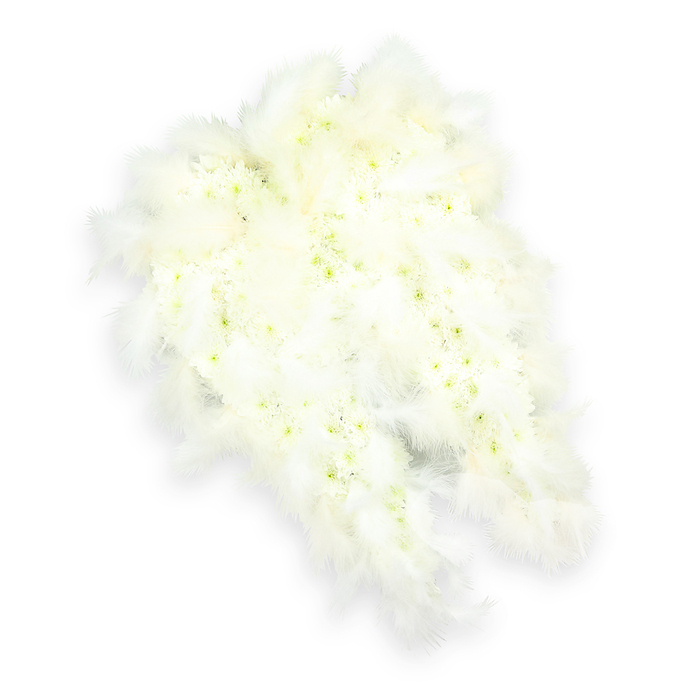 A beautifully composed pair of angel wings made entirely from white flowers and feathers appears against a pure white background, the design both striking and wonderfully gentle. The core of each wing is constructed from countless tiny white blossoms, likely delicate chrysanthemum heads or small-budded carnations, each bloom placed so close to its neighbour that they form a continuous, plush surface. When you imagine running a hand over them, the texture would feel cool and petal-soft, like a fresh tribute just delivered from a New Barnet florist early in the morning. Looking more closely, subtle notes of pale green and soft yellow peek from the flower centres, adding a natural variation that prevents the wings from feeling flat or artificial, instead giving them the nuanced beauty of a living garden. Framing this floral heart, a halo of fine, airy white feathers sweeps along the outer curves and tips. These feathers are layered to suggest the gentle arc of real wings, with some individual strands catching the light so they appear almost translucent, as if illuminated by a skylight in a quiet chapel off Barnet High Street. The lighting is clean and even, creating a soft shadow beneath that lends a slight three-dimensional effect without distracting from the tribute's calm clarity. This angel-wing arrangement is often chosen for funerals or memorials where the family wishes to express deep love, spiritual tenderness, and the hope of peaceful rest. It embodies themes of protection, purity, and eternal guardianship, making it a meaningful symbol for saying goodbye in New Barnet's local churches, crematorium chapels, or intimate home services.