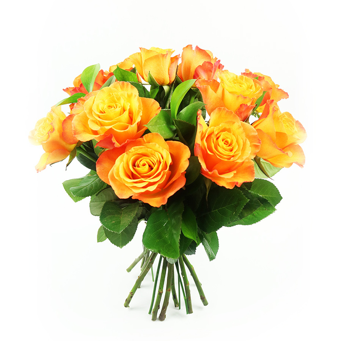 This image shows a beautifully rounded bouquet of bi-colour roses, captured in such clarity that each petal appears almost touchable, like the blooms have just been brought in from a sunny garden in New Barnet. Around a dozen roses are gathered closely together, forming a compact yet airy dome of colour. At the centre of each flower, the petals are a bright, golden yellow, then gradually drift through tones of mango and apricot into deeper orange near the edges, where some petals carry a delicate red-orange flush, as if kissed by the evening light over Oak Hill Park. The roses are at their perfect stage of opening-fully bloomed but not yet fading-so they display a rich, layered texture, with inner petals cupped and outer petals gently scalloped and relaxed. Between the blooms, clusters of deep, verdant leaves emerge, their slightly waxy surfaces reflecting the light and giving the bouquet a fresh-picked look, as though arranged moments ago by a careful local florist. Beneath the abundant heads, a clean bundle of dark green stems is secured neatly, aligned as if ready for hand delivery to a doorstep off Gloucester Road or a cosy café table in New Barnet. The white background is smooth and bright, making the warm colours almost glow and drawing the eye entirely to the flowers. The overall feeling is one of confident cheerfulness and comfort-an arrangement that would be perfectly at home as a joyful birthday surprise, a sunny get-well gesture, or a simple reminder that someone nearby is thinking of you with warmth and affection.