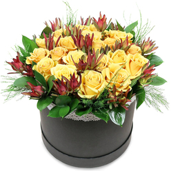A sophisticated hatbox arrangement is centred in the image, its smooth black sides creating a dramatic stage for a dome of rich yellow roses that feel as warm as afternoon light over New Barnet High Street. The roses are densely packed, each blossom pressed close to the next in a friendly cluster, their petals soft and velvety with that slight curl at the edges that signals perfect freshness. They form a rounded canopy of sunshine, with tones ranging from deep golden butter to creamy lemon, evoking a gentle optimism that suits celebrations, new beginnings, or simple acts of kindness. Rising between the roses are stems of deep burgundy leucadendron, their elongated, flame-like shapes adding height and depth. The colour is a dark, wine-red that shifts to greenish tones at the base, creating a striking contrast against the smooth, plump rose heads. Supporting this interplay of shapes and colours, broad, glossy foliage forms a neat collar around the flowers, while finer, needle-like greenery peeks out at angles, lending movement and a touch of wildness, like the edges of a hedgerow along Lyonsdown Road after rain. Just below the blooms, a narrow band of white lace encircles the top of the hatbox, the delicate pattern lending a whisper of romance without overwhelming the modern feel. The background is clean and white, drawing all attention to the flowers and the interplay of golden, green, and burgundy tones. This arrangement feels ideal for same-day delivery to a New Barnet home office or cosy dining room, bringing a sense of thoughtful elegance and quiet joy to the space.