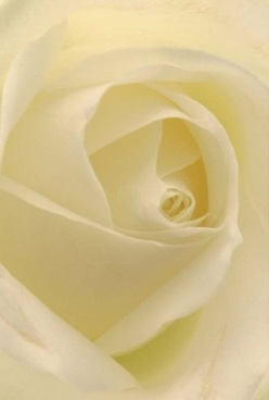 Within this close-up rose portrait, the essence of floristry in New Barnet flourishes-a single, luxurious bloom whose ivory petals hint at subtle gradients of cream and pale gold, swirling together in elegant silence. Each velvety layer curls inward, as if guarding the heart of the flower, inviting your fingertips to trace its smooth, cool surface. Illuminated by diffused light as soft as a morning stroll down Station Road, the petals seem to glow from within, creating ethereal shadows that lend depth and tranquility. This rose inspires thoughts of quiet moments-perhaps an anniversary quietly celebrated in a local New Barnet café, or a gesture of solace offered to a friend near Oak Hill Park. The understated yet profound beauty echoes through its flawless form, making it a timeless choice for commemorations, heartfelt apologies, or simply saying "you are remembered." The aroma, barely perceptible yet undeniably sweet and soothing, evokes the gentle embrace of comfort and thoughtfulness. The masterful composition-each petal placed with intention-reflects the dedication of local florists and the care with which Flowers New Barnet serves its community. Every glance reveals new subtleties: the interplay of shadow and light, the comforting repetition of the petal's spiral, and a serene dignity that quietly honors life's most tender occasions.