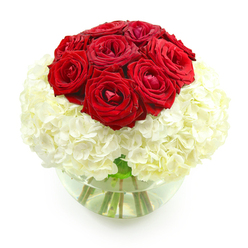 A refined anniversary bouquet of red roses and white hydrangeas is showcased against a pure white background, styled with the calm precision you might expect from a local New Barnet florist. At the top, a rounded cluster of about ten deep red roses gathers tightly, their velvety petals spiralling inward like whispered promises. Some blooms are slightly more open, revealing layered hearts of crimson, while others remain almost bud-like, hinting at love still unfolding. This crown of red is supported by a generous collar of creamy white hydrangeas, shaped into a smooth, globe-like form. Each hydrangea head consists of dozens of small, four-petalled florets pressed closely together, creating a soft, cushioned effect, as if the roses are resting on a cloud. The arrangement is set in a clear, round glass bowl, partly filled with water that magnifies the sturdy green stems gathered inside. Light reflects gently off the surface of the water and the polished glass, adding a subtle sense of depth and clarity. With no extra foliage or distraction, the eye is drawn entirely to the interplay of red and white, passion and purity. This is the kind of design you could imagine gracing a quiet anniversary dinner table in a New Barnet flat, or being delivered to a home just off the High Road as a tender surprise. The bouquet feels serene yet powerful, radiating long-lasting affection and the quiet confidence of a love that has weathered many seasons together.