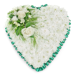Elegant heart-shaped sympathy tribute featuring a tightly packed bed of fresh white chrysanthemums, their small blooms pressed closely together to form a plush, cloud-like surface. The heart looks perfectly symmetrical, its contours softened by the rounded petals yet clearly framed by a rich emerald green satin ribbon, meticulously pleated into a scalloped border that catches the light with a gentle sheen. At the upper left, where the curve of the heart begins, sits a refined accent spray: two prominent white roses, fully opened with layered, velvety petals, rest among smaller white freesias or similar fragile blossoms, some in bud and some just beginning to unfurl. Around them, dark and mid-green foliage-broad glossy leaves and airy fern-like fronds-radiates outward, spilling lightly over the chrysanthemums and giving the composition movement and depth. The entire floral heart is set against a pure white backdrop, ensuring the contrast between the calm whites and the lush greens remains striking and uncluttered. This tribute feels both formal and deeply personal, the kind of design a New Barnet family might choose for a funeral or cremation service, perhaps after meeting with a local florist along the High Road or near New Barnet station to discuss a loved one's favourite flowers. There is a sense of stillness and quiet respect in the arrangement, as though it offers a soft embrace in bloom, expressing condolences and cherished memories when words are difficult to find.