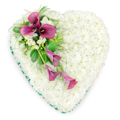 Captured from above against a simple white backdrop, this heart-shaped floral tribute radiates quiet tenderness, as if it has been placed gently on a table in a calm New Barnet chapel before the service begins. The heart itself is densely covered with pristine white spray chrysanthemums, each tiny flower head nestled tightly against the next. Together they form a soft, cushion-like layer that feels almost like pressed snow or velvet under the fingertips, symbolising purity, peace, and a gentle farewell. A continuous emerald green satin ribbon traces the outer contour of the heart, its smooth, folded edge framing the blooms with a refined, tailored finish. On the upper left side, a vivid spray of deep magenta and fuchsia calla lilies arcs diagonally across the white base. Three of the calla lilies are fully open, their sleek funnel shapes and dark central spadices creating a bold, sculptural contrast. Below them, a couple of slimmer, partially unfurled blooms trail downward, as though gently bowing in respect. Interwoven among the calla lilies, clusters of delicate white freesias add a lighter texture and suggest a soft, sweet fragrance. Rich green foliage, including glossy leaves and fine fern-like fronds, fans out from the centre of the spray, balancing colour and form. This is the kind of heartfelt tribute a family in New Barnet might select when they want a floral heart that speaks softly of love, memories, and gratitude, suitable for delivery to local churches, funeral directors near East Barnet Road, or quiet services held close to home.
