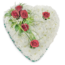 This heart-shaped floral tribute reads like a quiet page from a handwritten condolence-meticulous, restrained and full of feeling. The foundation is a plush bed of immaculate white chrysanthemums: small, tightly packed blooms that create an almost cloud-like surface, each face slightly convex and catching a soft, top-down light that reveals the arrangement's gentle undulations. From the upper left a cluster of three deep red roses settles into the white, their velvety petals fully open and warm to the eyes; they sit with glossy green ruscus and delicate ferny sprigs that breathe air and movement into the design. Two single roses-one placed near the upper right curve and another at the heart's point-offer moments of quiet emphasis, each accompanied by slender blades of bright green bear grass that arc outward like a thoughtful exhale. A thin emerald satin ribbon traces the heart's edge, its cool sheen providing a dignified boundary to the soft floral interior. There is a subtle perfume here-the clean, slightly herbal note of chrysanthemum mingling with a muted rose scent-an olfactory language of solace. As a florist who prepares tributes for families across New Barnet and around Station Road, I compose these pieces to balance visual harmony with emotional care: structured enough for ceremony, intimate enough for personal farewell. Flowers New Barnet prepares and delivers similar hearts with attention to freshness and timing, often for services near Brunswick Park or local funeral homes, ensuring the tribute arrives crisp and respectfully presented.