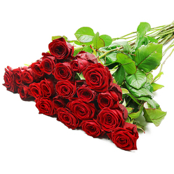 A sumptuous bouquet of long-stemmed red roses stretches diagonally across a pristine white background, as if just set down on a counter in a New Barnet flower shop. The roses are tightly grouped at the left, forming a lush, abundant mass of blooms that suggests around two to three dozen premium stems. Each individual rose is at its peak, with petals of deep, velvety crimson folding inwards in perfect spirals, the centres still slightly closed to indicate exceptional freshness. The petals catch the light in soft highlights and gentle shadows, so you can almost sense their satiny texture at a touch. Behind the domed cluster of flower heads, long green stems run upward towards the right edge of the frame, their length hinting at a bouquet designed to impress. Along these stems, broad, healthy leaves of dark, glossy green fan out to create a rich backdrop that intensifies the passion of the red blooms. A few discreet thorns remain visible, adding authenticity and a natural edge to the refined composition. Bright, controlled studio lighting illuminates the arrangement evenly, amplifying every ruffle and curve of each petal while keeping the background perfectly white and uncluttered. The overall impression is one of deep love and pledge-like commitment, the kind of bouquet chosen for a milestone anniversary in New Barnet, a Valentine's Day gesture, or a memorable proposal. There is a quiet elegance and confidence in how the roses fill the space, suggesting a message spoken from the heart without the need for extra decoration.