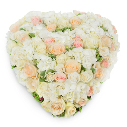 From a slightly elevated overhead perspective on a clean white backdrop, this heart-shaped arrangement presents a luxe, densely packed surface of soft, comforting blooms that reads as both intimate and refined. Dozens of roses-ranging from pristine white through creamy ivory to pale peach and soft blush pink-are layered with intent, their various sizes and stages of bloom forming a living tapestry. Interspersed throughout are generous clusters of white hydrangea, their ruffled petals providing a plush, cloud-like counterpoint to the structured spirals of the roses. Narrow hints of deep green, possibly variegated leaves, emerge between petals and around the lower edge, lending a fresh, botanical frame that brightens the pastel palette. The photograph captures a light, delicate shadow beneath the heart, emphasizing its volume and the floral foam or base that supports such careful shaping. There is a soothing, subtle fragrance implied-a soft rose perfume with a clean green undertone-that suits both celebratory vows and solemn farewells. As a local New Barnet piece available for delivery within the neighbourhood around New Barnet Station and Barnet Lane, this premium fresh-cut design reads as a compassionate choice for funerals and memorials, or as an elegant statement of love for anniversaries and weddings. Crafted with attentive technique and a sensitivity to tone, the arrangement communicates profound respect and tender warmth, and is presented with the calm restraint often requested for significant life moments by clients in the area.