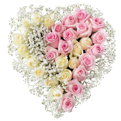 A full, perfectly defined heart of roses fills the frame, set against a clean white background that makes every petal and detail stand out as if floating in calm light. On the left side of the heart, dozens of creamy white to gentle pale yellow roses nestle closely together, their petals layered and soft, evoking purity, peace, and quiet remembrance. The right side echoes this lush fullness with medium pink roses, each bloom open and rounded, suggesting warmth, affection, and cherished memories. Threaded between the roses and tracing the entire outline of the heart, fine sprays of pure white baby's breath form a feathery border, adding texture and softness, like a mist wrapping the blooms in comfort. The composition is symmetrical and precise, evoking the sense of a life carefully remembered and a love that remains whole, even in loss. This floral heart would feel at home resting by a chapel in New Barnet, travelling to a funeral service near High Barnet, or being delivered to a family home along the tree-lined streets off Barnet Hill. Though the background is simple, the subtle interplay of cream, yellow, and pink tones, together with the airy gypsophila, creates a moving, romantic tribute. It feels suitable for honouring a partner, parent, or close friend, offering a tender way for local families to send condolences and express what cannot easily be spoken.