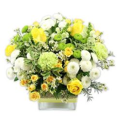 A bright, uplifting arrangement in a clear, square glass vase is captured against a clean white studio background, its colours and textures glowing as if lit by soft morning light over New Barnet. The bouquet forms a generous, rounded dome of sunny yellow, crisp white, and lively green, crafted with the precision of an experienced local florist. Golden yellow roses, some fully open and others just beginning to unfurl, provide the focal point, their velvety petals layered like small suns. Tucked around them are dainty yellow spray roses, building depth and giving the eye plenty to explore. White pompom chrysanthemums and compact button mums cluster between the roses, their dense, rounded heads creating a plush, cloud-like softness. Lime green button mums and larger, frilled pale green blooms add a shot of fresh energy, like new leaves appearing in Victoria Park at the start of spring. Variegated foliage with pale edges, along with fine, dark green filler stems, surrounds and supports the blooms, creating a rich green base that sets off the brighter colours. The stems are gathered into a modern, low glass vase, wrapped at the centre with a natural, textured band that looks like woven fibre or thin bark, overlaid by a sleek lime green ribbon. This detail introduces an earthy, contemporary feel while echoing the bouquet's freshest tones. The whole arrangement radiates optimism and gentle celebration, perfectly suited for sending warm wishes across New Barnet-whether as a birthday surprise, a get-well gesture, or a thoughtful way to brighten a friend's living room off East Barnet Road or near the local high street.