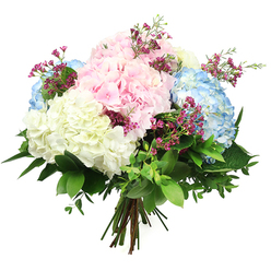 This image shows a beautifully composed hydrangea bouquet, photographed against a clean white background so the colours and textures appear almost luminous, as though it has just been placed on a bright windowsill in a New Barnet townhouse. Large, spherical heads of hydrangea in soft pink, sky blue, and creamy white form the main structure, each bloom made up of densely packed, rounded florets that create a plush, almost cushion-like surface. The pink hydrangeas bring a tender, romantic note, while the cool blue blossoms feel calm and soothing, balanced by the pure, fresh presence of the white blooms. Threaded between these generous clusters are fine sprigs of small, deep fuchsia or magenta flowers, reminiscent of waxflower, their tiny blossoms adding lightness and a gentle scatter of vivid colour. A generous collar of mixed greenery supports the hydrangeas, with rich, dark green, glossy leaves and more delicate, lighter-toned foliage that give the bouquet a full, garden-inspired shape, like something freshly gathered from a landscaped garden near Hadley Green. The stems are visible at the base, firmly bound into a classic hand-tied arrangement, suggesting the expert work of a local florist preparing the bouquet for same-day delivery across New Barnet and the surrounding streets. The lighting is bright yet soft, highlighting the intricate textures and subtle colour variations without harsh shadows. Overall, the bouquet conveys a sense of peace, refinement, and gentle joy, ideal for brightening a lounge in East Barnet, sending warm wishes, or bringing a touch of spring charm to a New Barnet celebration.