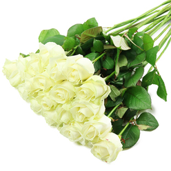 A generous spray of white roses lies diagonally across a pristine white background, as if freshly arranged on a florist's bench in New Barnet before being tied for delivery. Around two dozen blooms cluster close together in the lower-left of the image, forming a soft, cloud-like mass where each rose head is clearly defined yet harmoniously blended into the group. The petals are a creamy, luminous white with subtle ivory tones near the heart of each flower, giving the impression of depth and softness, like folded silk. Some buds are still tight, their spiralled centres promising to open, while others are more relaxed and layered, evoking the fullness of a rose at its prime. At the base of a few outer petals, a faint wash of green suggests just-cut freshness, as though gathered at dawn from a cool flower market before reaching New Barnet homes and churches. From this cushion of blooms, long, straight stems extend upward and to the right, bound together yet gently fanning out. They are a rich, healthy green, dotted with robust, slightly glossy leaves whose deep emerald colour contrasts beautifully with the whiteness above. The leaves show natural variations: some broader, some slimmer, a few tinged faintly with red along their edges, all catching the light that falls evenly across the scene. The stark white backdrop removes any distraction, allowing the roses to speak of purity, new beginnings, and quiet remembrance. This image feels equally at home in the context of a New Barnet wedding bouquet, a condolence arrangement delivered to a local family, or a simple, elegant gesture to brighten a living room near Victoria Park.