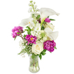 A serene, upright bouquet sits in a clear, fluted glass vase, lit by soft studio light that highlights a crisp palette of pure white and deep magenta. Several ivory calla lilies rise with smooth, trumpet-shaped spathes that curl gently outward, their inner throats carrying a faint green wash where stem meets petal. Below and around them, lavish magenta peonies bloom with voluminous, ruffled petals-two full, open blossoms anchoring the lower composition and a tighter bud promising another burst of colour. Tightly furled white roses tuck into the middle ground, their creamy swirls offering a traditional counterpoint to the modern silhouettes of the calla. Vertical spikes of white stock push upward through the center, their clustered florets giving height and a soft, pillowy texture, while delicate sprays of baby's breath scatter like fine confetti, lightening the visual weight and creating a cloud-like halo on the left side. Varied green foliage-some fern-like fronds, some broader glossy leaves-frames the arrangement and gives a fresh, natural base, the stems visible through the transparent vase to reaffirm the bouquet's freshness. The overall scent reads as a soft blend of honeyed peony sweetness and the green, almost celery-like note of fresh-cut stems; a florist might place this as a refined centrepiece for an intimate dining table or a bedside flourish that feels quietly celebratory. I picture it delivered from a local workshop near New Barnet station, ready to bring calm, considered beauty to a home on Station Road or a gathering at Brunswick Park, where its gentle sophistication will sit effortlessly among warm conversation and morning light.