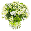 A lush, rounded bouquet of chrysanthemums is photographed against a bright white background, allowing the refreshing white and green palette to stand out with striking clarity. The arrangement is composed mainly of medium to large chrysanthemum blooms in shades of pure white and soft cream, their petals layered like finely cut silk, each flower opening to reveal a subtle green or pale yellow centre that keeps the design from feeling flat. Between these fuller heads, daintier spray chrysanthemums appear like tiny white daisies, with slim petals and neat green eyes that contribute a gentle, scattered texture, as if the bouquet were sprinkled with starlight. Throughout the arrangement, lime-green pompon chrysanthemums sit proudly, round and tightly petalled, their bold colour providing a lively contrast that immediately draws the eye, reminiscent of the fresh green lawns in the parks around New Barnet. Deep green foliage threads quietly around the edges and between the flowers, adding depth and hinting at the natural origin of each stem, while also helping to define the bouquet's softly domed silhouette. The stems below are straight and carefully gathered, bound securely by a wide satin ribbon in bright lime-green, tied into an elegant, multi-looped bow whose sheen catches the light and harmonises perfectly with the green pompons. The overall effect is calm yet invigorating, a bouquet that could sit just as beautifully on a dining table in a home off East Barnet Road as it would on a hospital bedside, offering wishes of peace, healing, congratulations, or simply a fresh, uplifting touch of nature indoors.
