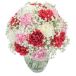 This bouquet, crafted with care by local New Barnet florists, is a luminous celebration in floral form-perfect for honouring milestones, welcoming guests on a garden stroll near Oakleigh Park, or simply bringing light into a loved one's day. The plush, multilayered carnations are the centrepiece-each bloom from deep, romantic red to gentle blush pink, to a serene creamy white, their ruffled edges inviting a sense of joy and reflection. Around these, clouds of pure white baby's breath breeze gracefully, softening the bouquet's silhouette and lending a sense of gentle movement, much like the spring winds that dance through New Barnet's green spaces. The arrangement sits proudly in a transparent glass vase, where crisp green stems are visible beneath shimmering water, all against a spotless white backdrop that heightens the liveliness of every tone. Bathed in clear, natural light, the bouquet radiates hope and reassurance-a gentle but uplifting sight for any recipient. The overall mood is warm, modern, and thoughtfully composed, ideal for birthdays, moments of gratitude, or as a radiant centrepiece for gatherings within the New Barnet community.