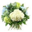 A beautifully composed hydrangea bouquet is shown against a completely white background, making its cool, fresh colours the undisputed focus. Dominating the centre of the design is a large, cloud-like head of creamy white hydrangea, each tiny floret nestled closely into the next to create a soft, billowing effect. Surrounding this focal bloom are plump clusters of pastel blue hydrangeas, their petals arranged in gentle layers and washed with delicate gradients that move from almost white at the edges to a more saturated sky blue towards the centre, evoking the tranquil feel of a clear New Barnet morning. Interspersed through the upper and lower parts of the bouquet are rounded heads of lime-green hydrangeas, their chartreuse tones adding a lively, garden-fresh brightness, like new spring foliage along the residential lanes leading away from New Barnet Station.   

Encircling the hydrangeas is a generous selection of greenery that adds volume and contrast. Distinctive eucalyptus leaves, round and silvery green, trail gracefully around the blooms, giving the arrangement a contemporary, airy character and suggesting a cool, clean fragrance. Deeper green leaves, some glossy and pointed, others broader and more softly shaped, weave through the flowers, reinforcing the bouquet's full, domed profile and preventing any one colour from overwhelming the others. The natural stems are left visible at the bottom, carefully aligned and tightly tied, illustrating the hand-tied craftsmanship behind the piece.   

The lighting is bright yet gentle, ensuring every petal and leaf edge is clearly defined without creating harsh shadows. Overall, the bouquet projects a mood of calm sophistication and quiet joy, well-suited for marking anniversaries, welcoming a new baby, or simply brightening a living room or office in New Barnet with understated elegance.