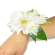 A pristine white wrist corsage rests gently on the inner forearm of a person with fair skin, captured against a crisp white backdrop that highlights every petal and pearl. The focal bloom is a large, immaculate white Gerbera daisy whose many silky petals fan outward from a bright, slightly textured yellow-green centre, giving the corsage a fresh, joyful energy. Clustered around the Gerbera are softer white flowers-small chrysanthemum-like spray blooms and a few creamy lisianthus buds and open blossoms-that create a layered, cloud-like softness and add subtle differences in petal shape and density. Deep emerald Ruscus leaves tuck in behind the flowers, their glossy surfaces and tapered shapes framing the blossoms and pushing the composition slightly along the wrist so the corsage reads as wearable sculpture. The flowers are mounted on a delicate multi-strand wristband of luminous faux pearls that encircle the wrist with understated elegance, each bead catching the light and reinforcing the design's classic, bridal quality. Soft studio lighting throws gentle, even highlights across the petals and pearls, while a faint green, grassy scent seems to lift from the arrangement-clean, cool, and reassuringly fresh. This composition is made with the kind of careful mechanics a florist trusts for prom, wedding, or graduation moments: secure, comfortable, and artful. Imagine this corsage paired with a pale chiffon sleeve for a wedding in a village church near New Barnet station, or pinned to a gown before a celebratory walk through Brunswick Park-an accessory that speaks of quiet grace and a day worth remembering.