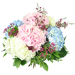 Photographed against a brilliant white background, this hand-tied hydrangea bouquet commands attention with its full, rounded silhouette and soothing pastel colours. At the centre, large, globe-shaped hydrangea heads in soft blush pink, baby blue, and creamy white cluster tightly together, creating the impression of fluffy clouds or sugared meringues, each one composed of countless tiny petals that catch the light. The pink blooms add a touch of romance and sweetness, the blue ones suggest calm skies above New Barnet's quiet avenues, and the creamy white flower introduces clarity and brightness, much like sunlight spilling across local gardens on a clear morning. Threaded delicately between these substantial blooms are slender stems of small, star-like filler flowers in rich magenta and deep rose tones, possibly waxflowers, adding pops of deeper colour and a fine, lace-like texture that balances the smooth expanses of hydrangea petals. Surrounding the flowers is a generous collar of greenery, including broad, dark hydrangea leaves and slimmer, lighter green sprigs that radiate outward, giving the arrangement a natural, garden-inspired shape as if it had been gathered from a hidden corner near New Barnet station. The stems are gathered neatly at the bottom and tied in a classic hand-tied finish, though the binding is largely obscured by the abundance of foliage and petals. Bright, even lighting reveals every subtle variation in hue, from the palest blush at the edge of a petal to the deeper magenta at the heart of a filler bloom, making the bouquet feel freshly cut and vibrant. The arrangement carries an air of gentle celebration and thoughtful care, just right for birthdays, anniversaries, or welcoming gestures delivered to homes and offices around New Barnet.