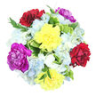 From a top-down view on a crisp white background, this bouquet looks like a carefully painted circle of colour, each flower placed with an experienced florist's eye. At the centre of the design, six generous carnations anchor the arrangement: at least two shine with cheerful, sunny yellow petals, their ruffled edges giving them a soft, almost playful movement; two are cloaked in rich burgundy-red, velvety and deep, adding an air of passion and sophistication; and two are vivid magenta-purple, bringing a regal brightness that immediately attracts attention. Between these showier blooms, light blue and creamy white hydrangea clusters spread out like gentle clouds, their small, overlapping petals creating a delicate, pillowy texture that softens the overall look. Threaded through the flowers is a mix of lush greenery-some leaves are broad with variegated green and creamy edges, others slender and darker, adding structure, contrast, and a hint of wild garden charm familiar to anyone who strolls through the green pockets around New Barnet. The lighting is even and natural, making every colour appear true and fresh, as though the bouquet has just been finished and set down on a white table in a local New Barnet workshop moments before being sent out for delivery. The mood of the arrangement is uplifting and celebratory, perfectly suited to brighten a birthday brunch, say thank you to a neighbour, or simply add a burst of colour to a home near the quiet residential streets and parks that define the New Barnet area.