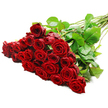 An opulent bundle of red roses is displayed on a spotless white background, arranged so that the luxurious blooms appear to spill towards the viewer from the lower left corner. Around two to three dozen roses are gathered tightly together, forming a dense, heart-like mass of colour where each bloom supports the next. The petals are a deep, velvety crimson, spiralling from tightly furled centres into gently opening outer layers, capturing that perfect in-between stage when a rose is at its most expressive and romantic. The texture looks rich and almost silky, as if the flowers were freshly delivered and set down only moments ago. From this abundant head of flowers, long, straight stems extend diagonally up and to the right, creating a natural sense of direction and flow. The stems are a lively green, dotted with glossy leaves that splay outwards, their darker tones intensifying the brilliance of the red petals. Small, natural thorns along the stems add honesty to the image, showing these are real garden roses, not artificial imitations. Clean, bright lighting floods the entire arrangement, revealing every fold and contour in the petals and leaves, while the white background keeps the focus firmly on the flowers themselves. The overall impression is of deep affection and passionate intent, the kind of bouquet chosen for a landmark anniversary dinner in New Barnet, a Valentine's surprise at home, or a heartfelt reconciliation. The simplicity of the composition lets the roses speak clearly, offering a visual promise of love, devotion, and lasting memory.