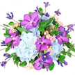 This image shows an exquisitely styled bouquet set against a pure white background, where every petal and stem seems to glow with its own character. Dominating the design are full, cushiony globes of powder-blue hydrangeas, their countless tiny petals forming cloud-like mounds that give the arrangement a soft, expansive base, much like a clear morning sky over the rooftops of New Barnet. Piercing through this serene blue are striking Vanda orchids in a bold fuchsia-purple, their wide, satin-like petals covered in complex networks of deeper violet speckles that feel almost digital in their precision, adding drama and sophistication. Nestled between these statement blooms, small spray roses in blush-pink and creamy ivory emerge in clusters, some still tightly wrapped, others beginning to unfurl, introducing a more intimate, romantic touch and a subtly different, velvety texture. Fine, arching stems of clematis thread through the bouquet and extend slightly beyond its rounded outline, carrying either pointed buds or elegant, star-shaped flowers in moody indigo and soft lavender that lend both height and a sense of light movement, as if caught by a gentle breeze drifting up from nearby Greenhill Gardens. A collar of lush emerald-green foliage surrounds and supports the bouquet, the mix of leaf shapes and shades creating depth and naturally framing the more colourful blooms so they stand out with jewel-like intensity. Arranged in a generous, rounded style that just begins to spill over, the bouquet feels abundant yet carefully composed, ideal for an engagement celebration, graduation, or simply brightening a New Barnet living room. Soft, even lighting reveals the fresh, dewy quality of the petals, suggesting flowers prepared the same day by an attentive local florist.