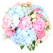 A dreamy pastel bouquet fills the frame, its soft colours amplified by a simple white background that lets every detail shine. The dominant blooms are large blush pink peonies, fully open and delightfully ruffled, their many layers of petals folding inward toward hidden golden centres and creating a plush, almost cloud-soft texture. Around them, expansive clusters of sky blue hydrangeas billow outward, each cluster made up of tiny individual florets that read from a distance as gentle, airy mounds of colour. Tucked between these larger flowers, delicate spray roses in blush pink and pale, creamy yellow add small touches of romance; some are tight buds, suggesting new beginnings, while others are partially open, revealing intricate spirals of petals. A few hot pink calla lilies arch gracefully above and through the arrangement, their sleek, trumpet-shaped blooms providing a bold, contemporary contrast to the more traditional peonies and hydrangeas. Silvery Dusty Miller leaves, soft and velvety to the touch, weave among deeper green foliage at the base, adding cool undertones and visual depth to the pastel palette. The bouquet forms a rounded, full silhouette, clearly the work of a skilled florist used to creating elegant gifts for New Barnet homes and celebrations. One can imagine this arrangement arriving as a same-day delivery from Flowers New Barnet, placed in pride of position on a dining table near High Barnet station or on a windowsill overlooking quiet residential streets, bringing with it a gentle fragrance and a feeling of serenity, joy, and tender affection suitable for weddings, anniversaries, or thoughtful thank-you gestures.