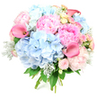 Captured against a clean, white background, this lush bouquet appears almost to float, its rounded shape and pastel colours giving it a soft yet luxurious presence. At the base of the design, cloud-like domes of soft blue hydrangea spread outward, every tiny blossom contributing to a pillowy texture that feels cool and serene. Nestled tightly among these are full, romantic peonies in delicate to vibrant pinks, their densely layered petals opening in generous, ruffled cups that suggest warmth and affection. Rising slightly above the other blooms, slender stems of calla lilies in vivid coral and fuchsia-pink curve gracefully, their smooth, sculpted trumpets adding an elegant, contemporary silhouette. Scattered between the larger flowers are clusters of petite spray roses in pale blush and a few creamy yellow blooms, offering fine detail and a gentle glow that keeps the eye moving through the design. Around the edges, velvety dusty miller in silvery green mingles with deeper green foliage, adding contrast and a hint of coolness as though touched by early morning light. The stems are bound at the base, showing the confident structure of a hand-tied bouquet ready for delivery to a home along Lyonsdown Road or to a celebration near New Barnet station. The imagined fragrance is light, fresh, and slightly sweet, evoking the first warm days of spring. This arrangement radiates joy, romance, and quiet sophistication, ideal for birthdays, anniversaries, or simply saying you are loved within the New Barnet community.