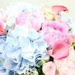 The photograph captures an indulgently full bouquet where every inch of the frame is claimed by petals and soft colour, creating the feeling of leaning in close to breathe in the scent. At the center and upper right, large pink peonies bloom in decadent profusion, their many, many layers of ruffled petals transitioning from gentle blush at the outer edges to a richer rose-pink toward the center, as if painted with light. They form rounded, cushion-like shapes that seem almost touchable. Nestled against them, clusters of sky-blue hydrangeas occupy the left side and lower middle of the arrangement. Each hydrangea head is a gathering of small, delicate florets that together resemble a cloud drifting over the rooftops of New Barnet, their cool tones offering a serene counterpoint to the enveloping pinks. Punctuating this harmony, a few calla lilies in a deeper rose-pink, nearly fuchsia, arc gracefully through the bouquet. Their sleek, trumpet-like forms and satiny, waxy surfaces stand out clearly-one lily turns elegantly toward the viewer at the upper right, while another just slips into view from the left edge. Between the larger blooms, petite garden roses in soft blush pink appear at various stages of unfolding, some still tight and round, others gently opening, adding hints of old-fashioned charm. Wisps of silvery-green foliage, likely eucalyptus or dusty miller, weave through the petals, softening transitions and enhancing the natural, garden-inspired feel. The lighting is gentle and flattering, bringing out every subtle shade and curve. The mood is one of tender celebration and romance, the kind of bouquet you might send to a loved one in New Barnet to mark an anniversary, a new baby, or simply to brighten a quiet afternoon at home.