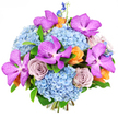 The photograph presents a sumptuous bouquet carefully arranged against a pure white background, so each colour and texture is clearly defined. Large domes of sky-blue hydrangeas dominate the base, their clusters of small, ruffled petals creating a cloudlike softness that immediately suggests fullness and luxury. Posed above and between these mounds are vivid Vanda orchids in a brilliant magenta-purple, their petals open wide and embellished with darker speckles that resemble delicate brushstrokes, lending the bouquet a distinctive, exotic flair. Interwoven among them are classic roses in a sophisticated lavender-grey, almost silvery mauve tone, each bloom unfolding in smooth, layered spirals that bring a romantic calm to the composition. To add contrast and warmth, smaller roses and blossoms in rich peach and soft tangerine-orange are scattered throughout, like pockets of sunshine nestled amid cooler shades. From the top, slender stems of deep indigo delphinium rise gracefully, giving height and adding a vertical rhythm that keeps the eye moving. Fresh green foliage edges the design, offering a natural frame and a hint of garden freshness, as if the bouquet had just been gathered from a well-tended space near New Barnet's quiet residential streets. The bright, even lighting highlights the velvety surfaces of the orchids, the plush hydrangea heads, and the satiny rose petals, enhancing the bouquet's opulent character. It feels perfectly suited for joyful occasions-anniversaries, graduations, or elegant thank-you gifts-especially when delivered locally to homes and venues around New Barnet, where thoughtful, modern floral design is always appreciated.