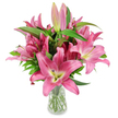 A full, upright bouquet of freshly cut pink lilies is captured against a pristine white studio backdrop, each blossom radiating a confident, celebratory energy. The arrangement centres on numerous large, star-shaped pink petals that range from deep fuchsia at the outer edges to softer rose and creamy-pale tones near the throat. Up close you can see chartreuse-yellow centres that melt into pale cream, and dark burgundy stamens dusted with pollen that give the flowers a tactile, living presence. Several elongated buds in shades from pale blush to rich magenta remain poised along the stems, some with tiny green tips that promise the bouquet will open further over the coming days. Rich, lance-shaped green leaves and sturdy, upright stems create a verdant frame for the blooms, their glossy surfaces catching soft studio light and creating a subtle contrast to the velvety petals. The lilies sit in a simple clear glass vase, the transparency revealing neatly trimmed green stems and clear water below, a detail that underlines freshness and careful handling. The overall composition feels both modern and timeless: a florist's study in colour, texture and form that suggests scent as much as sight - a heady, sweet perfume that seems to linger beyond the frame. Imagine this bouquet brightening a kitchen table after a walk from New Barnet station or placed by a window overlooking Station Road; it reads as an elegant gift for birthdays, new homes, or moments when you want a bright, uplifting presence in the room.