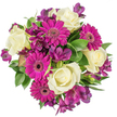 Seen from a direct overhead view against a crisp white backdrop, this hand-tied bouquet reads as a joyful study in contrast and texture: creamy ivory roses form the soft, concentric heart, their velvety petals spiralling inward with a gentle, classical grace. Around and between them, bold magenta-gerbera heads lift bright, flat faces of densely packed petals, each dark centre punctuating the arrangement like a small, determined eye. Deep plum Alstroemeria tuck in as refined accents - trumpet-shaped, delicately freckled and adding a whisper of exotic contour that draws the gaze through the composition. A mix of glossy broad leaves and slender, possibly variegated green foliage builds a lush, cooling framework that lets the fuchsia and purple sing with sharp clarity. The lighting is soft and even, throwing no harsh shadows so that the textures - the roses' satiny curves, the gerberas' feathered rings, the alstroemeria's fine veins - can be read clearly even without colour. There is an implied scent: a faint, tea-like sweetness from the roses tempered by the fresh green tang of the foliage, as though the bouquet had just been gathered from a neighbour's garden near New Barnet Station or from a market stall on Station Road. This arrangement is designed to convey celebration and warmth - birthdays, anniversaries, or a thoughtful just because delivery to a home close to Brunswick Park or Barnet High Street. The composition speaks of careful floral craft, balanced rhythm and an intention to uplift the room with both colour and calm.