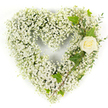 A tender, heart-shaped tribute formed almost entirely of thousand-fold tiny white Gypsophila - baby's breath gathered so closely the blooms read like a soft, pillowy cloud against a clean white background. The overall silhouette is a full, rounded heart whose surface shimmers with the delicate, star-like heads of each infinitesimal blossom; you can almost sense the feathery texture and the faint, sweet green-honey scent that hovers where the stems meet. Nestled into the upper right curve is a single, cream-white rose, petals tightly cupped at the centre and subtly luminous, an elegant focal point that reads as both an emblem of purity and a quiet, intimate farewell. Dark, glossy ivy leaves thread through the right side, their lobed shapes catching light and adding a classical, grounding contrast to the airy gypsophila, while slender, pale-green eucalyptus-like sprigs trail diagonally down, introducing soft linear texture and a hint of silvery foliage. The bright, even studio light sharpens every contour - the velvety rose, the airy spray, the sheen on ivy - yet the overall feeling remains gentle and serene. As a sympathy or memorial piece, this composition speaks of reverence, innocence, and calm; it's the kind of arrangement friends and family might choose for a funeral service at a local church or for laying by a graveside in Brunswick Park or the graveyards near Victoria Recreation Ground. The craftsmanship suggests a practiced hand familiar with quiet moments of remembrance, making this white heart a simple but profound expression of love and respect.