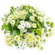 A round chrysanthemum bouquet is captured from directly overhead, laid against a bright white backdrop so that every nuance of white and green stands out in sharp yet gentle detail. At first glance, the flowers form a soft, cushiony circle, but look closer and you can imagine the careful hand of a local New Barnet florist selecting each stem. Multiple varieties of white chrysanthemums mingle together: fine-petalled sprays with simple, daisy-like faces; plump, cushion-style blooms with tightly packed petals curving inward; and a few with subtly elongated, slightly tousled tips that give a whispery, almost downy appearance. Threaded between them are vivid green button and Santini chrysanthemums, miniature globes of colour in bright chartreuse, their textured surfaces catching the light like tiny mossy marbles. Slender, lime-green spider or cremon chrysanthemums emerge here and there, their long, tapering petals fanning out in delicate rays that echo the natural shapes found in the hedgerows around Oakleigh Park and the leafy streets connecting New Barnet to nearby neighbourhoods. A bed of dark, glossy foliage frames the flowers, its deep tones providing a calm, earthy base that makes the whites appear even more pristine. The mood is fresh, tranquil, and quietly optimistic-perfect for conveying comfort, celebrating a low-key milestone, or bringing a touch of spring brightness into a home or office near New Barnet station. This is a bouquet that doesn't shout; instead, it gently fills the space with a sense of order, purity, and living, breathing calm.