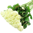 A lavish cluster of white roses is displayed diagonally across a pure white background, evoking the calm focus of a New Barnet florist preparing a special bouquet before it leaves the shop. The flowers, roughly two dozen in number, gather densely in the lower-left portion of the image, forming a generous cushion of blooms that seem almost weightless against the bright backdrop. Each rose has creamy white petals, some with the faintest ivory glow at their centres, carefully layered into a classic rose shape. A few blooms are still tight, with neatly furled petals suggesting promise and new beginnings, while others are partially open, showing their soft, velvety inner whorls. Here and there, a slight hint of pale green along the outer petals reveals how freshly these roses have been cut and conditioned, as though they have just arrived to be arranged for a wedding near New Barnet or a sympathy tribute for a family close by. Extending from this lush crown of blossoms, long green stems stretch towards the top-right of the frame. They are bound together yet given room to breathe, lined with healthy, deep green leaves that provide a comforting contrast to the pale blooms. The foliage ranges from a rich, glossy emerald to slightly lighter tones, with an occasional reddish tint visible along the edges or undersides of some leaves, underscoring the roses' natural vitality. The lighting is bright and even, creating a high-contrast scene where every petal edge and leaf vein is crisply defined without feeling harsh. The overall impression is one of purity, peace, and gentle elegance, suited to moments of celebration, remembrance, or quiet reflection in homes and venues throughout New Barnet.