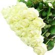 A voluminous hand-tied bouquet of white roses fills a bright, uncluttered space, the flowers massed together so that only a halo of deep green leaves is visible around the edges. Each rose has a soft, creamy hue with hints of warm ivory, the petals densely layered in tidy spirals that curve inward toward the heart of the bloom. Some of the roses are in full, luxurious flower, their open faces wide and welcoming, while others remain in tighter buds, with tapered tips that lend structure and rhythm to the design. The foliage beneath is robust and fresh, a rich woodland green that supports the weight of the blossoms and provides striking contrast to the pale petals. The stems, though mostly concealed, suggest strength and freshness, as though the bouquet has just been trimmed and gathered by an attentive New Barnet florist. The lighting is clean and even, reminiscent of natural daylight on a clear morning near Oakleigh Park, casting soft highlights along each petal edge and creating gentle shadows that emphasise the bouquet's depth. Set against a pristine white background, the arrangement appears almost sculptural, framed by emptiness so that all attention rests on the roses' purity and form. This bouquet could easily serve as a bridal arrangement, an anniversary surprise delivered to a New Barnet townhouse, or a dignified sympathy piece sent to express respect and remembrance. Visually, it radiates serenity and new beginnings, its quiet luxury suggesting a heartfelt gesture crafted with care and an understanding of how powerful simple white roses can be.
